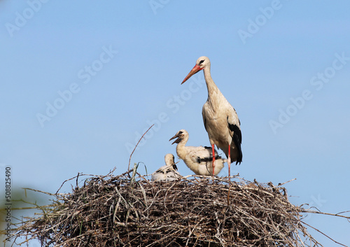Female white stork (Ciconia ciconia) and chicks standing in the nest during a sunny day. Big migratory bird from Africa and offspring with blue sky background.