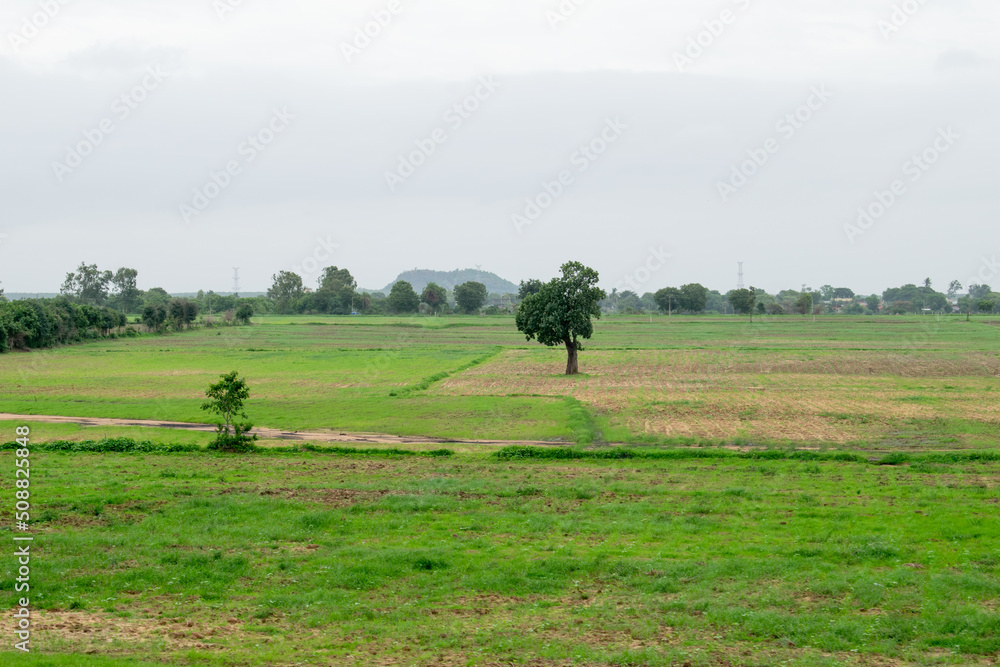 Obraz premium Alone tree in grass field