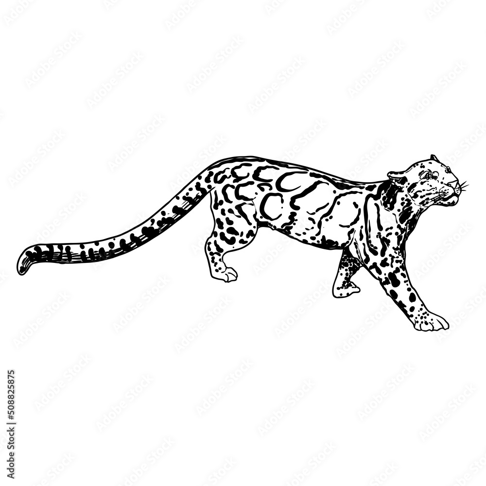 Leopard, wild cat. Hand drawn sketch of clouded leopard. Vector. Leopard, wild cat. Hand drawn sketch of clouded leopard. Vector.