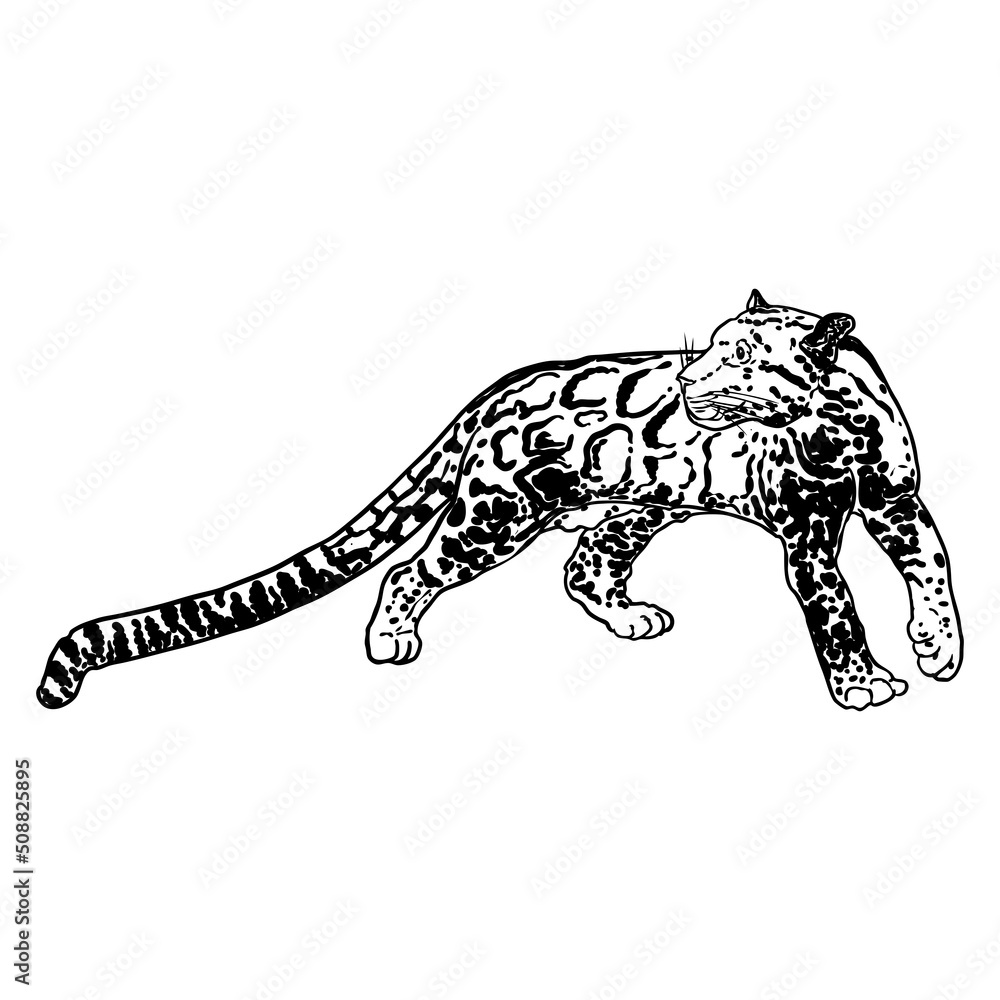 Obraz premium Leopard, wild cat drawing, Clouded leopard from Himalayan. Hand drawn wildcat hunting. Vector.