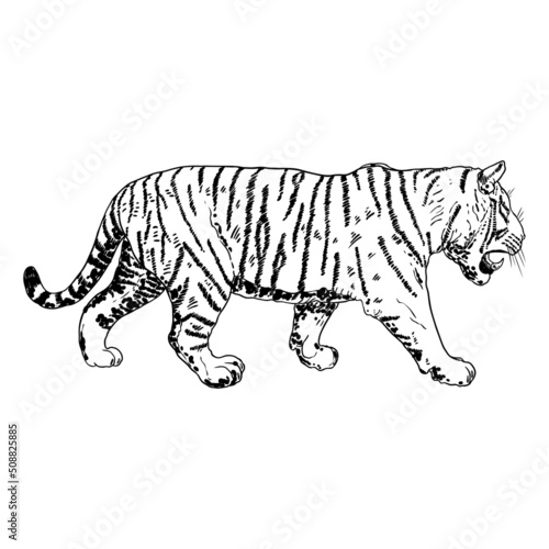 Tiger roaring drawing on white background. Illustration of angry growling tiger. Angry big cat. Vector.
