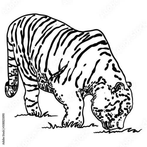 Tiger walking. Amur or Siberian tiger, big wild cat. Endangered animal from red book, hand drawn. Vector.