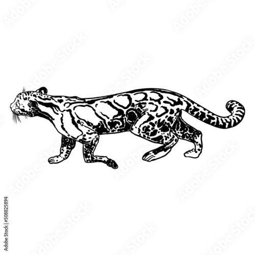 Leopard, wild cat drawing, Clouded leopard from Himalayan. Hand drawn wildcat hunting. Vector.