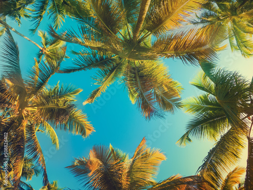 Tropical Background with palm © Roxana