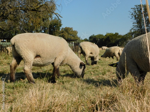 Closeup ground view of Hampshire Down Ewe sheep grazing in a grass field under a clear blue sky on a sunny winter s afternoon in South Africa 