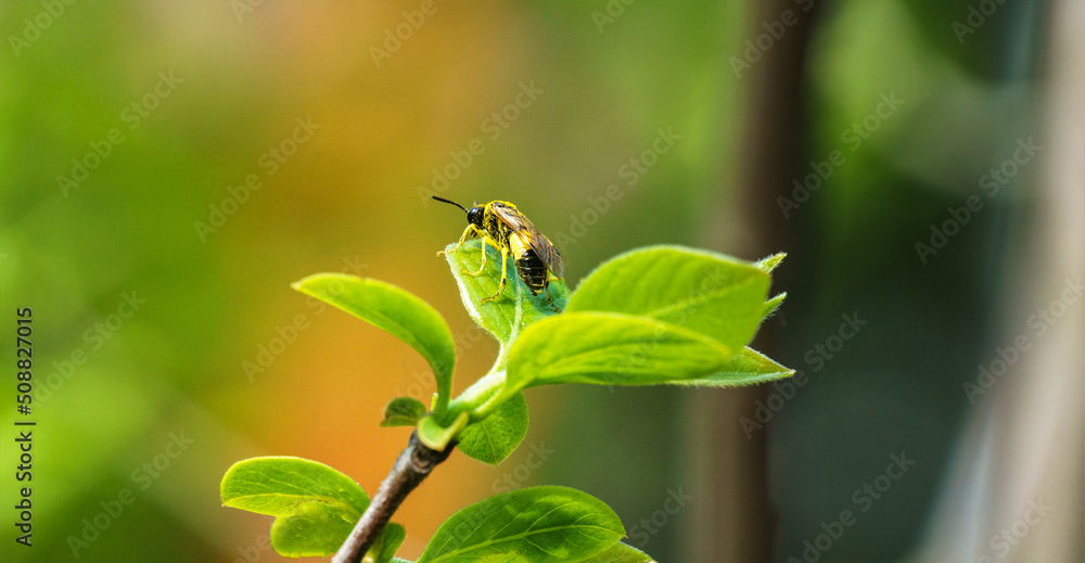 An insect in pollen with a yellow and black belly sits on a leaf. Maybe it's a wasp. Close-up on a blurred background. An insect in pollen with a yellow and black belly sits on a leaf. Maybe it's a wasp. Close-up on a blurred background.