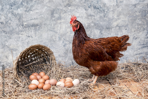 many organic eggs on a straw with basket basketry and hen Rhode Island Red on a wooden floor with background bare plaster or loft style. photo