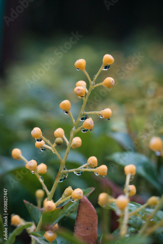 Dew on flower bud, plants close-up, macro