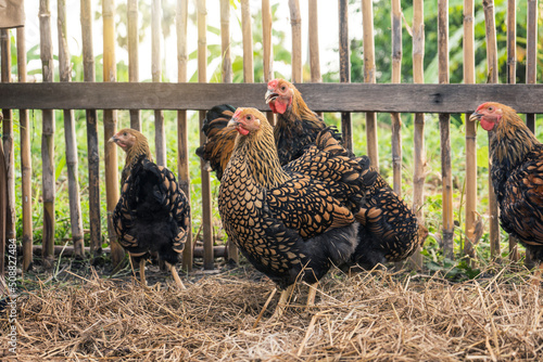 Black yellow laced Wyandotte chicken in farming garden organic the backyard on a straw covered area and a bamboo fence background in the evening atmosphere