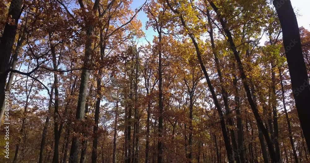Moving through an old dense forest with tall trees in the fall season. The autumn colors.. 4K aerial video. Moving through an old dense forest with tall trees in the fall season. The autumn colors.. 4K aerial video.