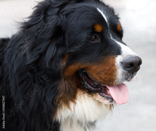 portrait of bernese mountain dog