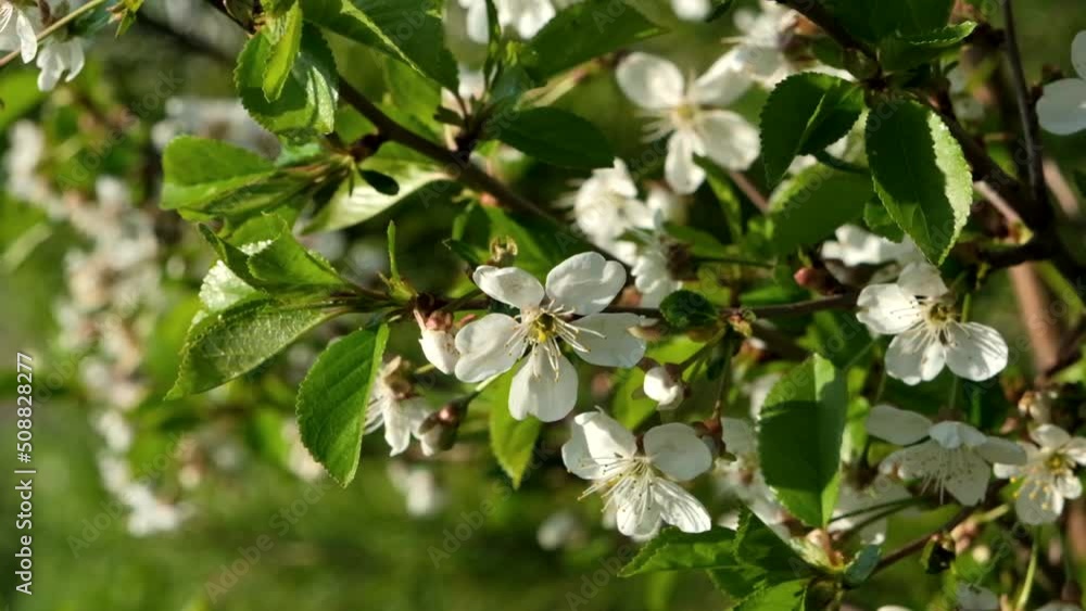 Cherry blossoms in spring on a sunny evening. Cherry blossoms in spring on a sunny evening.