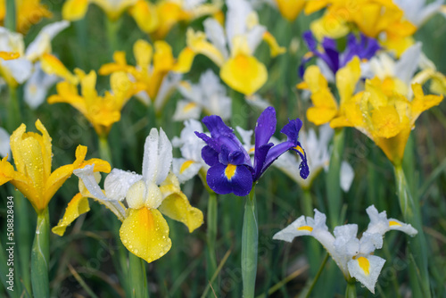 Group of Dutch iris flower cultivars (Iris x hollandica). photo