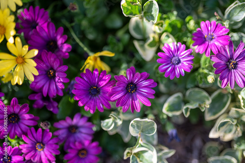 purple flowers © Luis
