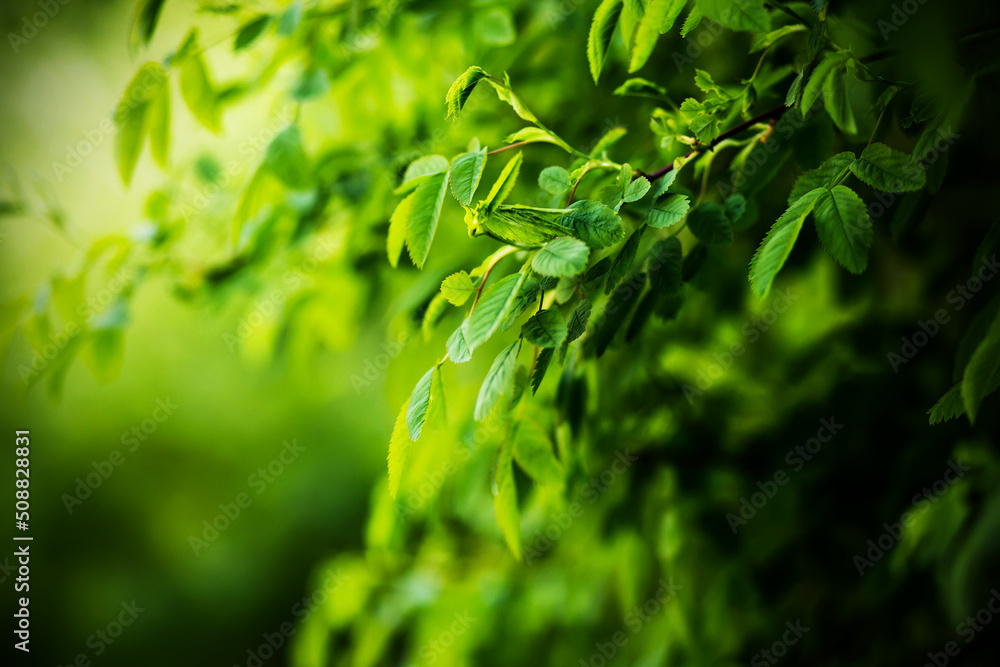 Beautiful young green leaves grow on the branches of a bush on a sunny summer day. Nature. Beautiful young green leaves grow on the branches of a bush on a sunny summer day. Nature.