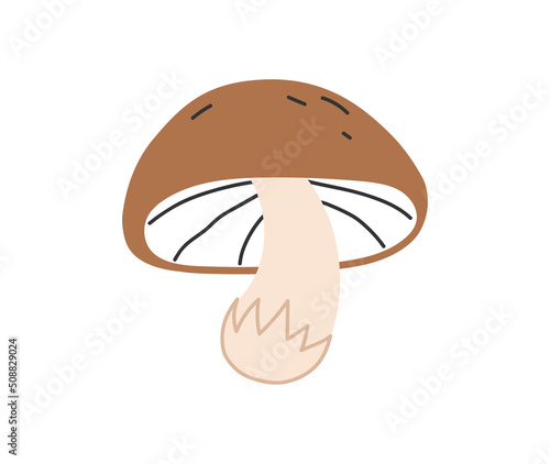Hand drawn cute contemporary illustration of porcini. Flat vector mushroom or fungus element in simple colored doodle style. Forest, nature, autumn icon or print. Isolated on white background.