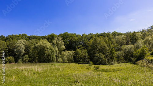 View to the forest edge of the Hahnheide nature reserve