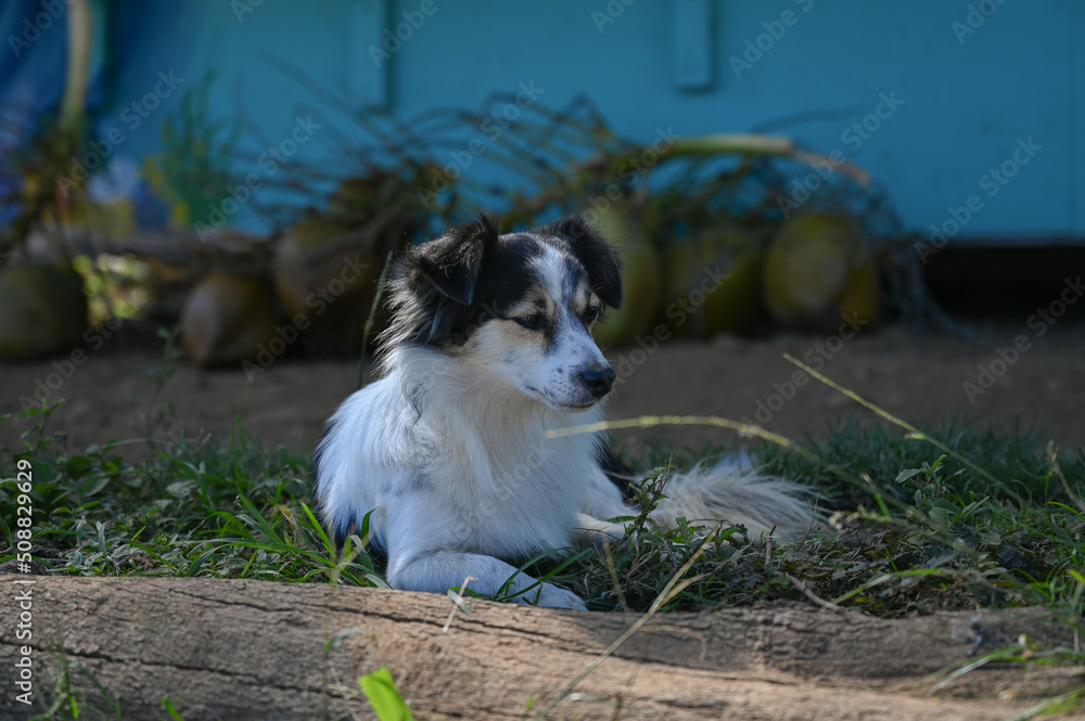 Dogs / Hilo - Hawaii  