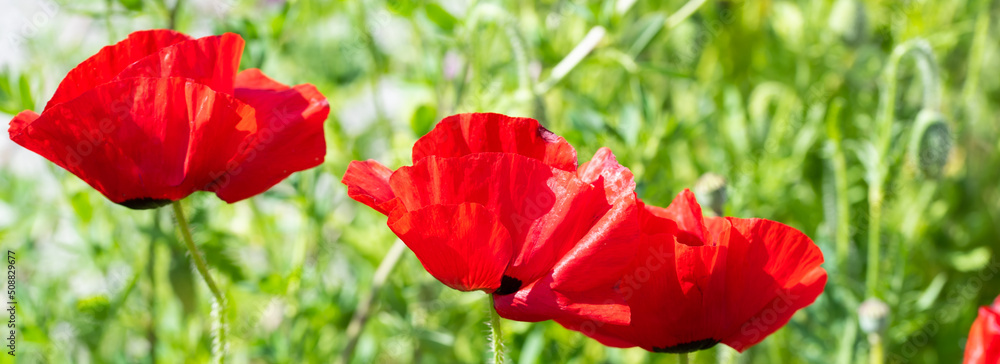 Den Helder, the Netherlands, May 2022. Close up of flowering red poppies. Den Helder, the Netherlands, May 2022. Close up of flowering red poppies.