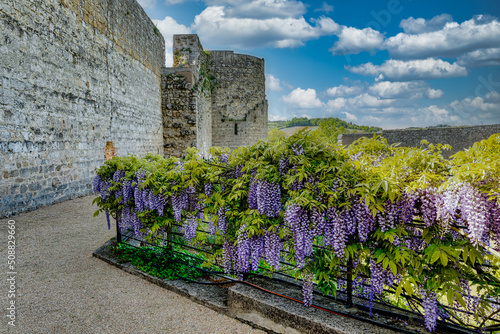 Panorama on the wisteria and the walls of the castle of Staggia Siena Tuscany Italy photo