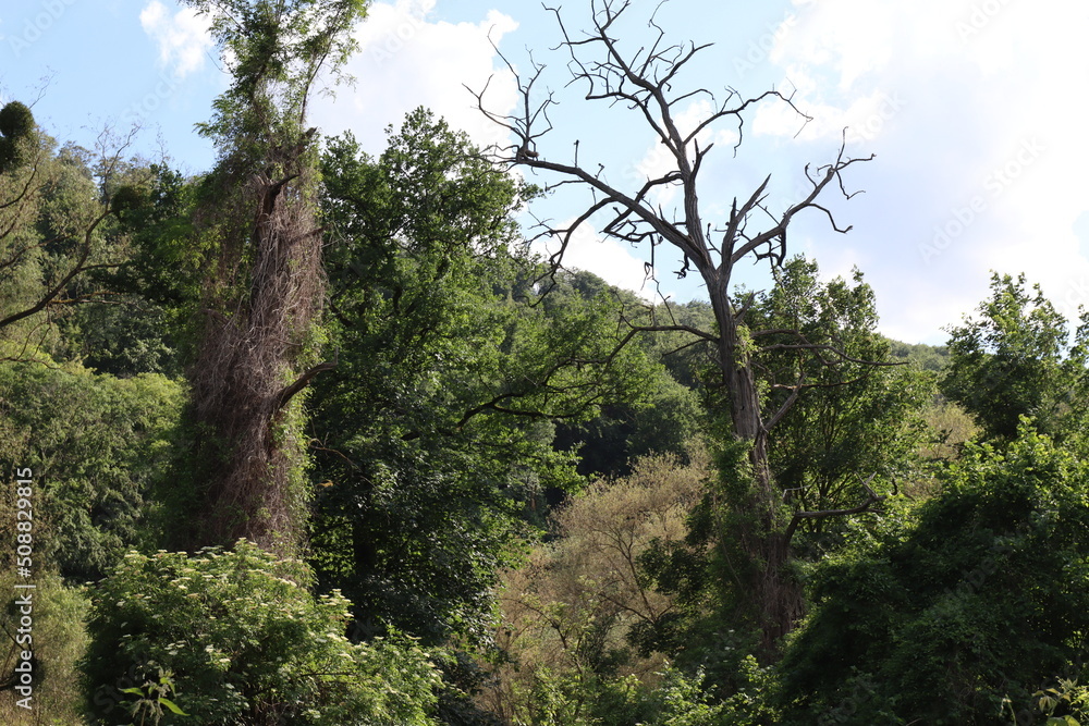 Natur pur in der Moor Lanschaft des Hohen Venn