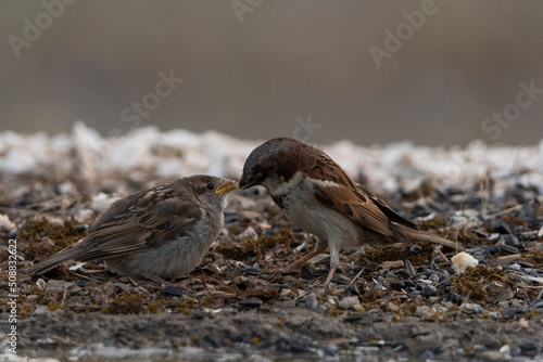 gorrión común alimentando a un pollo (Passer domesticus)