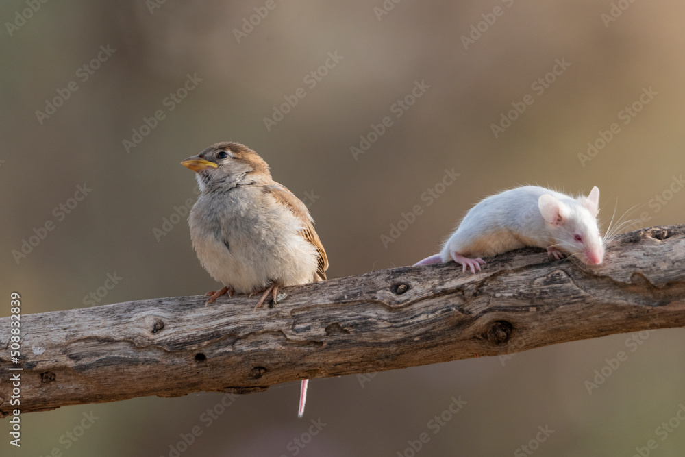 Obraz premium gorrión común juvenil junto a un raton en una rama (Passer domesticus)