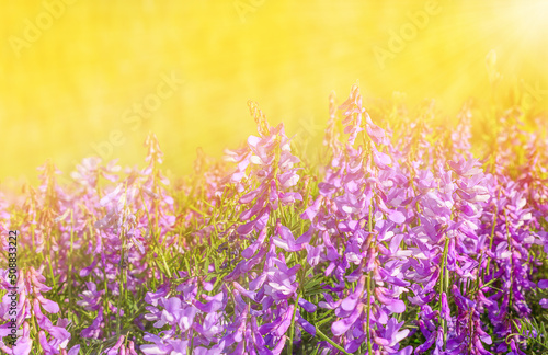 background with purple wildflowers in the field © Viktoria