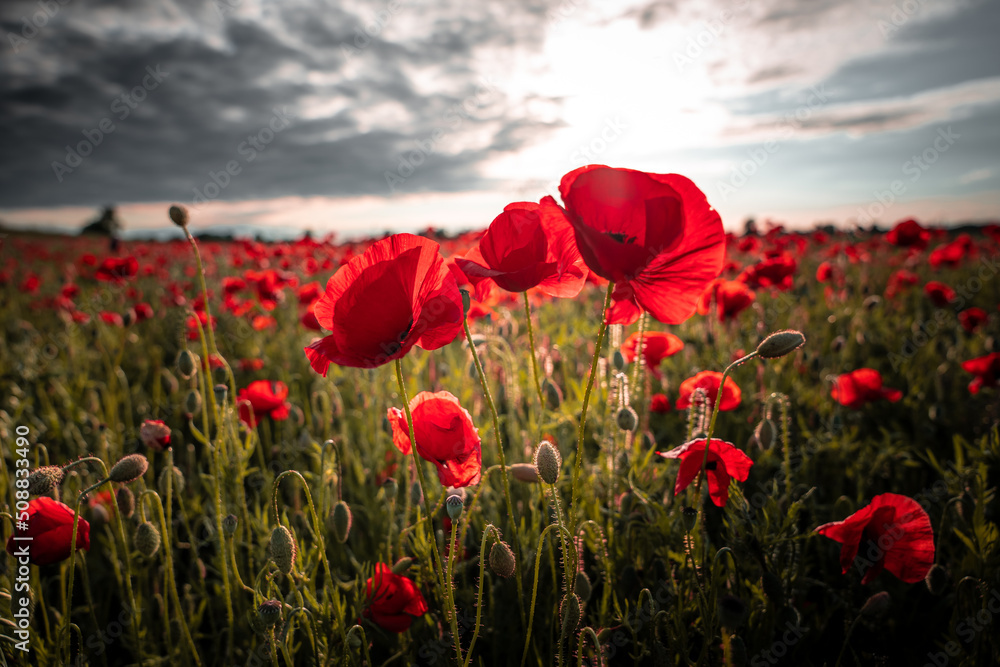 Fototapeta premium Panorama with red poppies. Idyllic view, meadow with red poppies blue sky in background Bavaria Germany