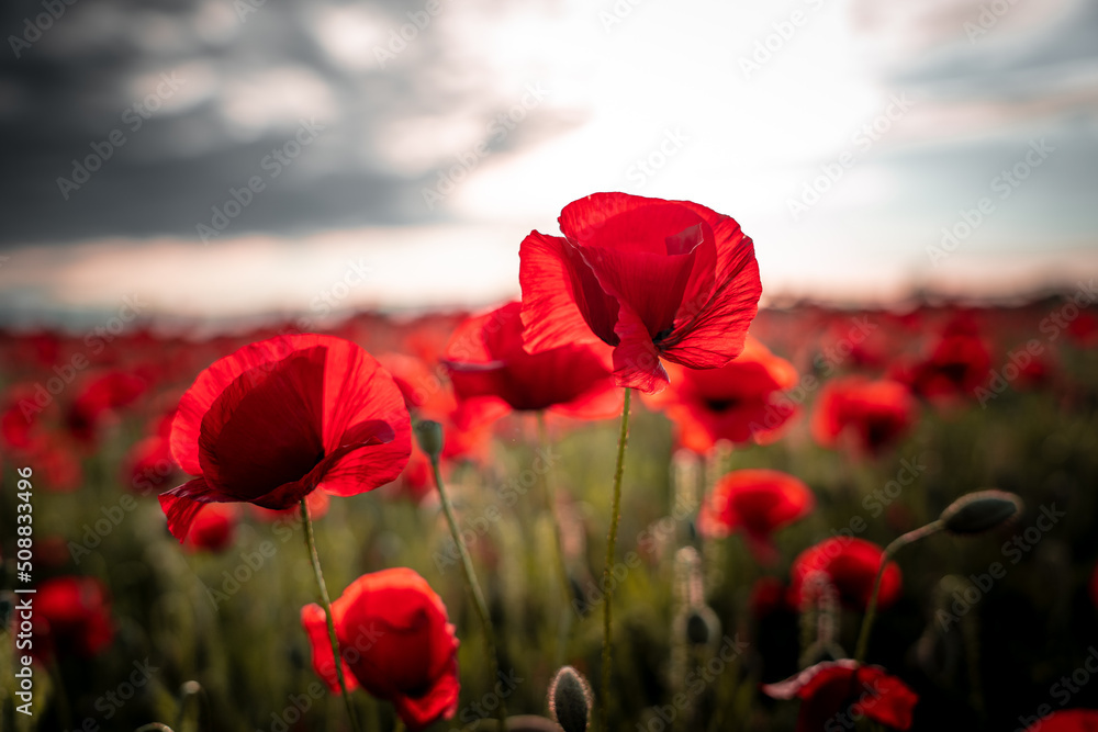 Obraz premium Panorama with red poppies. Idyllic view, meadow with red poppies blue sky in background Bavaria Germany