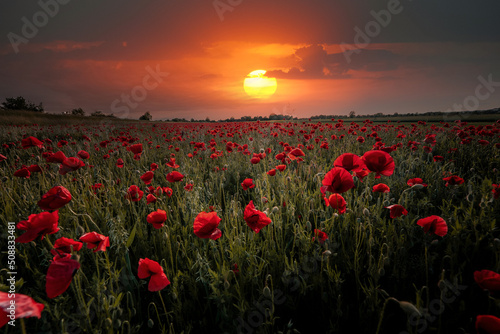 Panorama with red poppies. Idyllic view, meadow with red poppies blue sky in background Bavaria Germany © CreativeImage