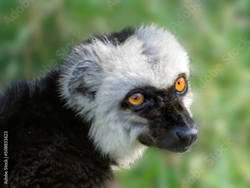 White-fronted lemur (Eulemur Albifrons) portrait, profile. A pretty portrait of a male lemur. The white-colored head is a typical feature of males, females have a gray-brown head. © azteka
