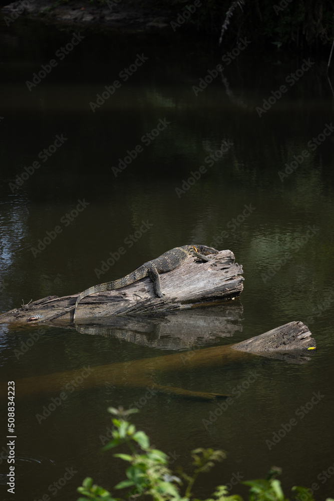 A crocodile clings to a branch in the middle of the river.