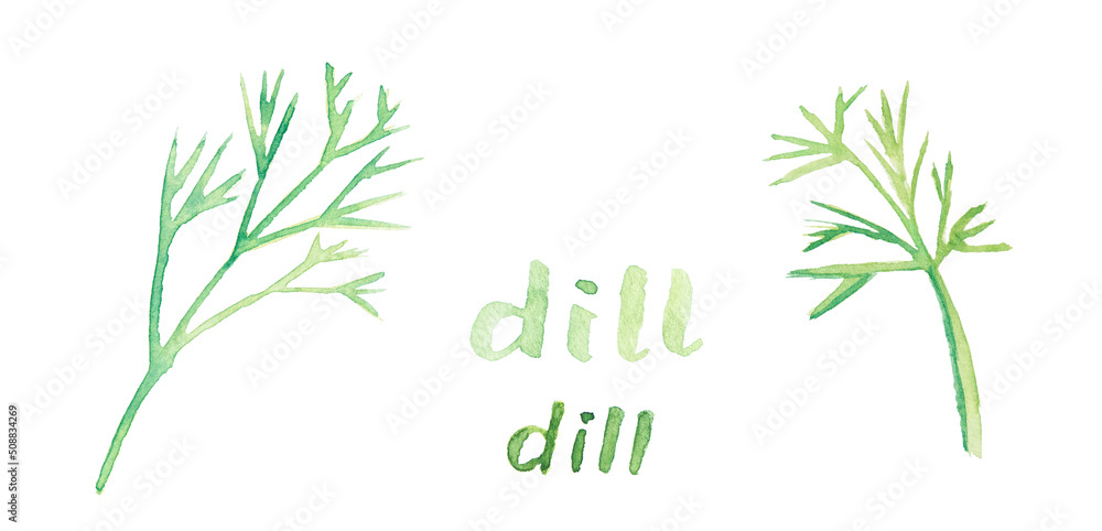 Dill. Watercolor bunch of fresh organic garden herbs. Greens leaf growing from ground. Set of different cooking spices illustration. Hand drawing kitchen plant banner