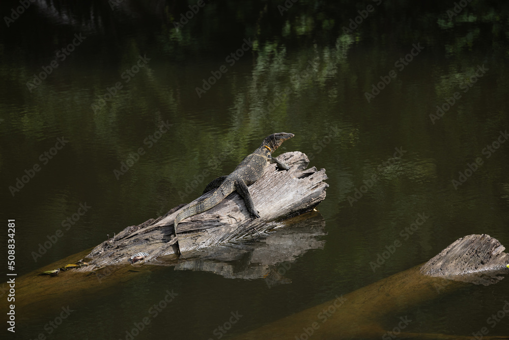 A crocodile clings to a branch in the middle of the river. A crocodile clings to a branch in the middle of the river.