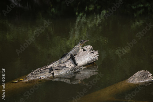 A crocodile clings to a branch in the middle of the river.