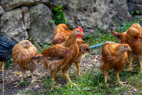 Fotografie, Tablou Flock of red feathered hens in the yard of chicken farm