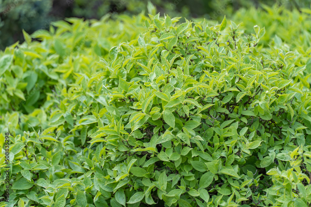 Close-up large bush with green leaves. Natural plant borders in landscape design. Bright juicy branches grow in springtime. Planted in home garden on warm sunny day. Wallpapers in green colors. Close-up large bush with green leaves. Natural plant borders in landscape design. Bright juicy branches grow in springtime. Planted in home garden on warm sunny day. Wallpapers in green colors.