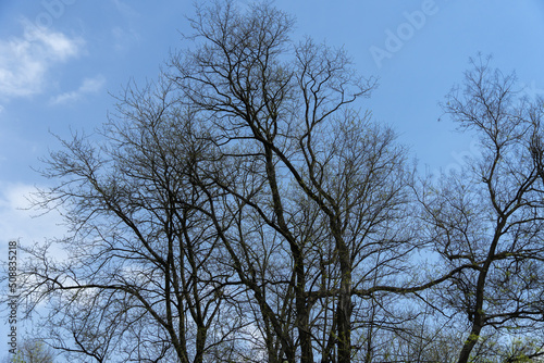 Dark branches and trunk on the blue sky background. Tree of life. Nature early spring. Natural wallpaper and texture. Sadness and charm concept.
