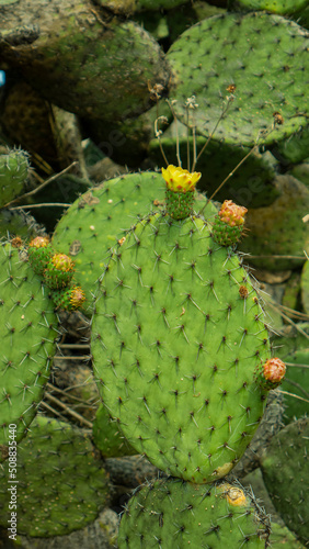 cactus in the garden with flowers