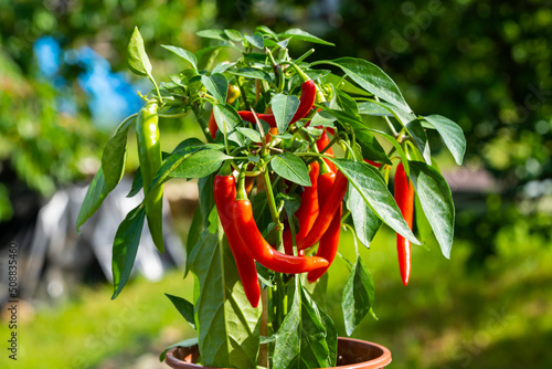 Chili peppers (also chile, chile pepper, chilli pepper, or chilli, Latin: Capsicum annuum) in the green garden. Red color peppers. Close up photo. photo