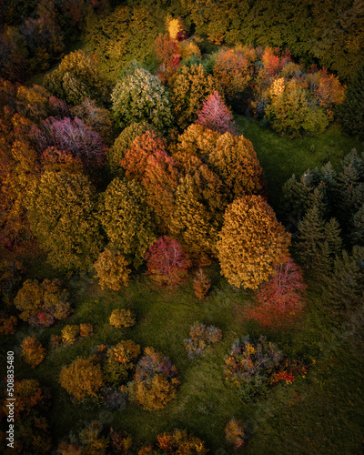 Trees of the autumn forest in multi-colored colors. Drone view © SDF_QWE