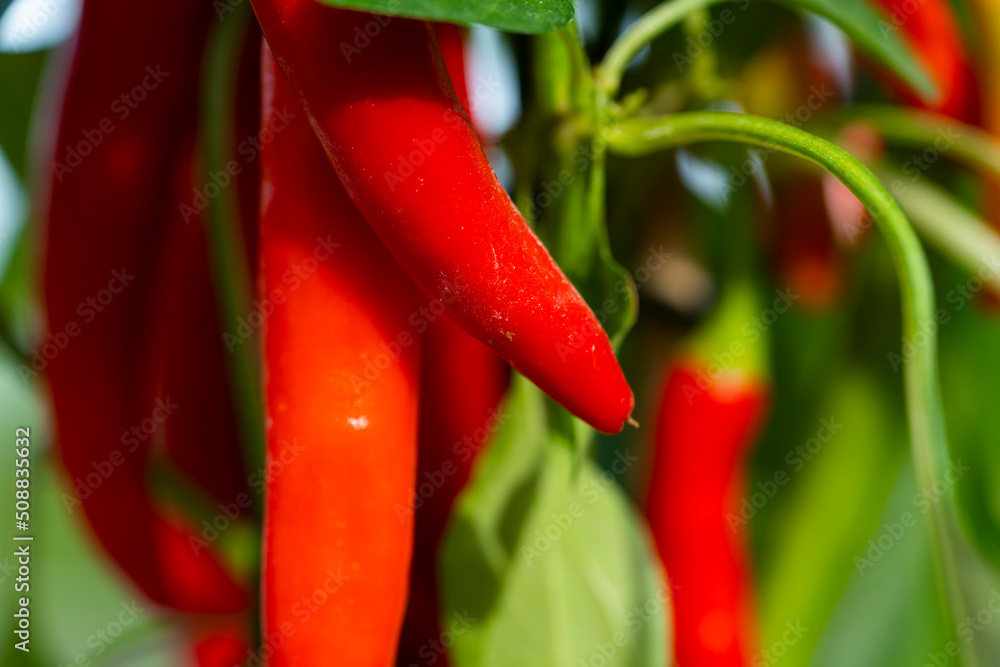 Chili peppers (also chile, chile pepper, chilli pepper, or chilli, Latin: Capsicum annuum) in the green garden. Red color peppers. Close up photo. Chili peppers (also chile, chile pepper, chilli pepper, or chilli, Latin: Capsicum annuum) in the green garden. Red color peppers. Close up photo.
