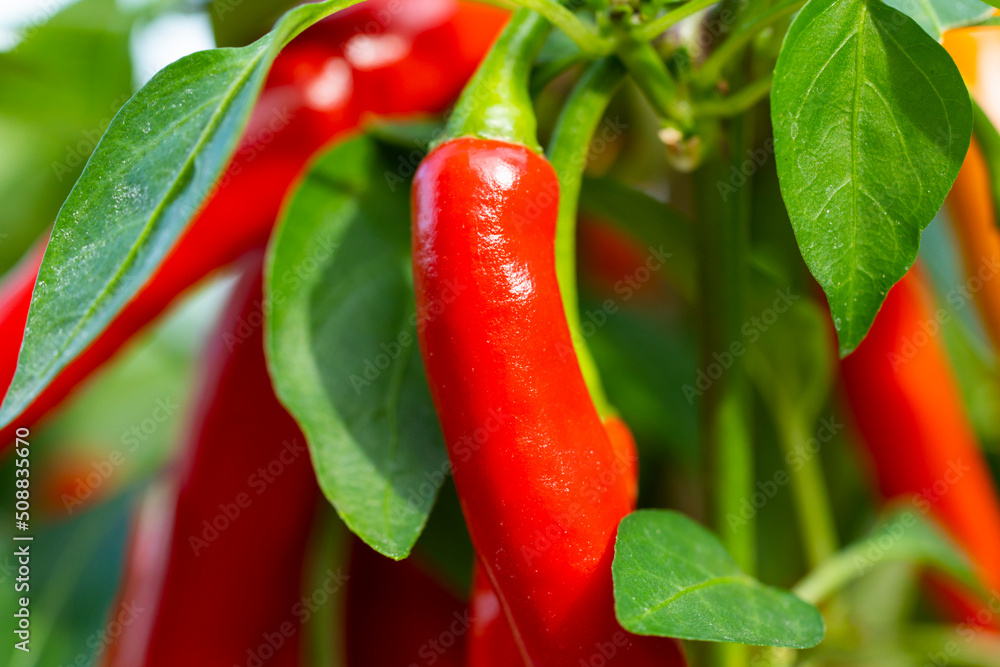 Chili peppers (also chile, chile pepper, chilli pepper, or chilli, Latin: Capsicum annuum) in the green garden. Red color peppers. Close up photo. Chili peppers (also chile, chile pepper, chilli pepper, or chilli, Latin: Capsicum annuum) in the green garden. Red color peppers. Close up photo.