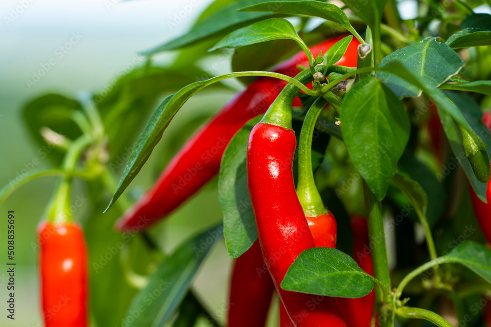 Chili peppers (also chile, chile pepper, chilli pepper, or chilli, Latin: Capsicum annuum) in the green garden. Red color peppers. Close up photo. Chili peppers (also chile, chile pepper, chilli pepper, or chilli, Latin: Capsicum annuum) in the green garden. Red color peppers. Close up photo.