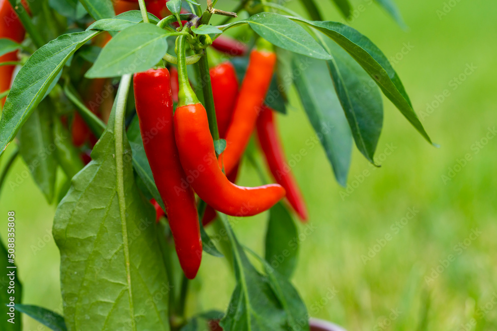 Chili peppers (also chile, chile pepper, chilli pepper, or chilli, Latin: Capsicum annuum) in the green garden. Red color peppers. Close up photo. Chili peppers (also chile, chile pepper, chilli pepper, or chilli, Latin: Capsicum annuum) in the green garden. Red color peppers. Close up photo.