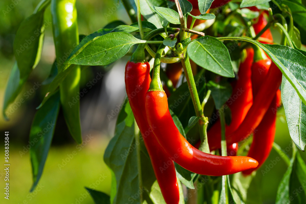 Chili peppers (also chile, chile pepper, chilli pepper, or chilli, Latin: Capsicum annuum) in the green garden. Red color peppers. Close up photo. Chili peppers (also chile, chile pepper, chilli pepper, or chilli, Latin: Capsicum annuum) in the green garden. Red color peppers. Close up photo.