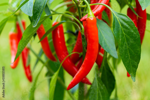 Fototapeta Chili peppers (also chile, chile pepper, chilli pepper, or chilli, Latin: Capsicum annuum) in the green garden