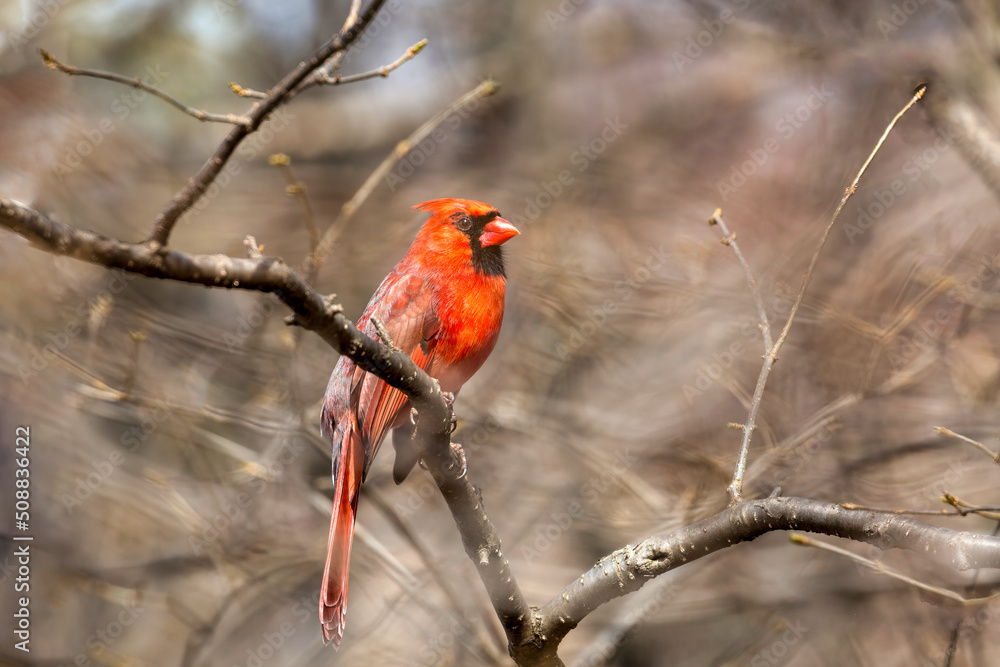 A male Northern Red Cardinal perched on a branch of a tree A male Northern Red Cardinal perched on a branch of a tree