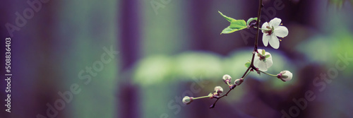 Cherry blossom with soft focus and color filter. Blurred natural  background. Spring in the forest.